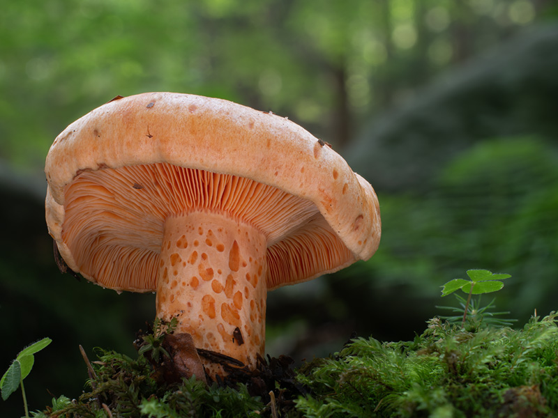 Lactarius salmonicolor
